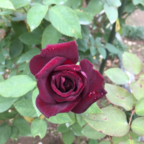 黒薔薇　黒真珠