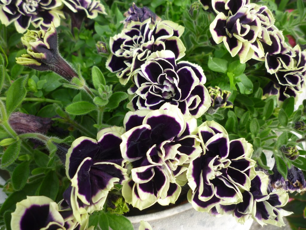 今朝の１枚 千葉船橋のメガネショップeyebon アイボン